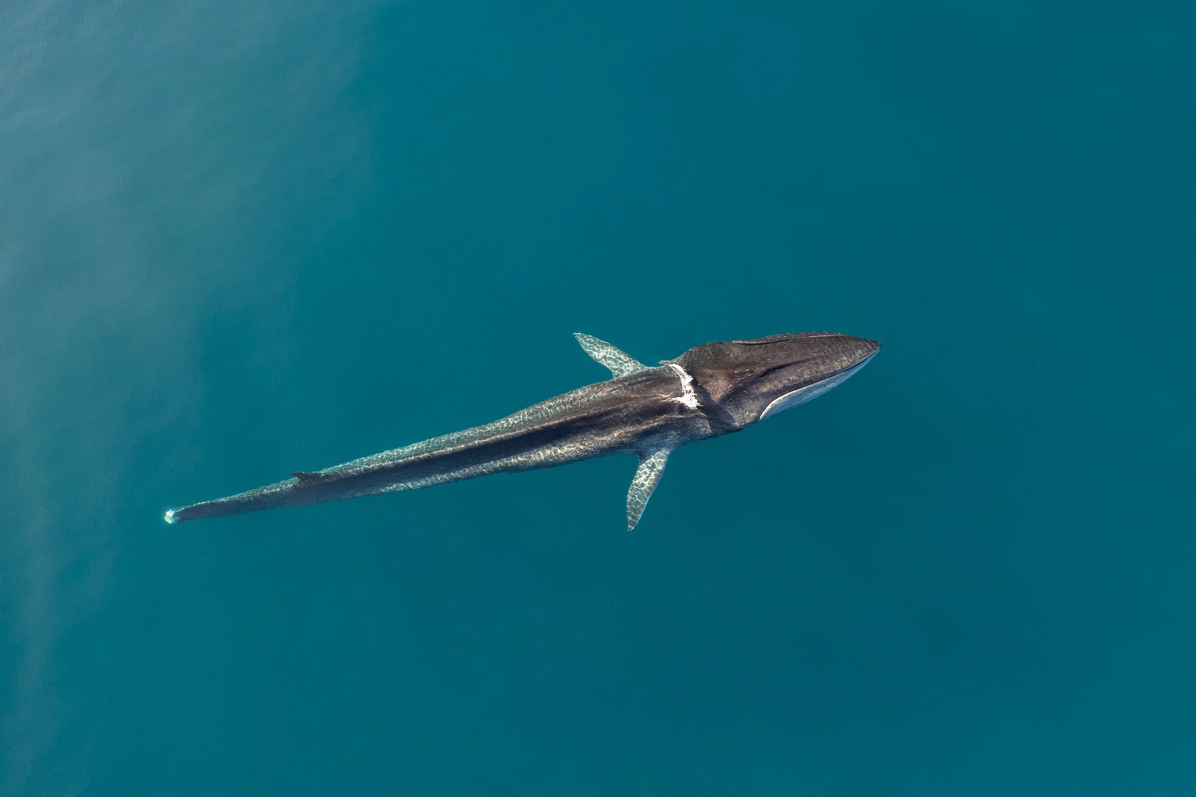 いさな=whale! The Extraordinary Journey of the Whale Without a Tail — WOMEN IN